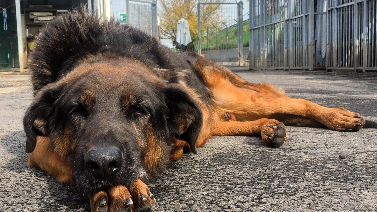 IL TRAGUARDO DEL CANILE:”Meno abbandoni e più affidi di cani anziani”