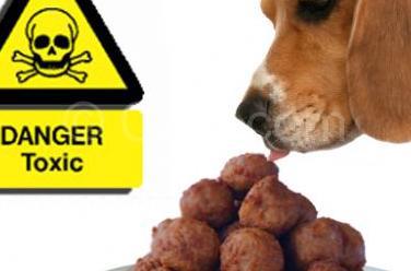 Avvelenamenti ai cani,una petizione “imolese” giunge al Senato