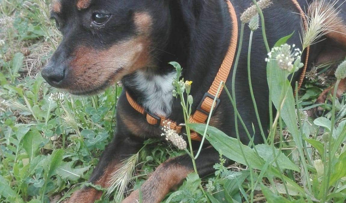“ORA FERMATE QUEI BARBARI AVVELENAMENTI AI CANI”