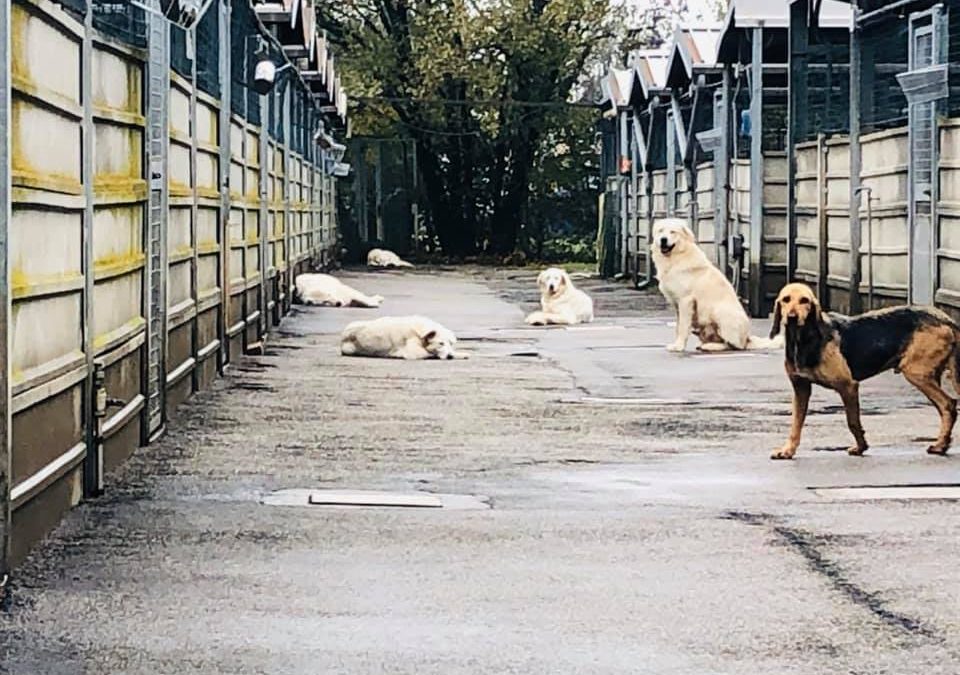 PER NATALE REGALIAMO UN CANE DEL CANILE, NON SERVE COMPRARLO