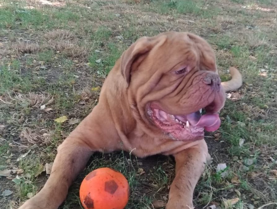 ABBANDONÒ CANE IN UN BAR, INCASTRATA DALLE TELECAMERE