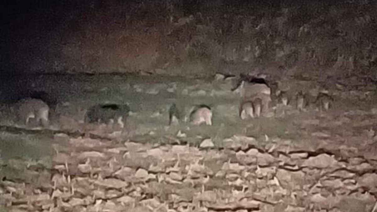 CASTEL BOLOGNESE, AL PARCO FLUVIALE SPUNTANO I CINGHIALI