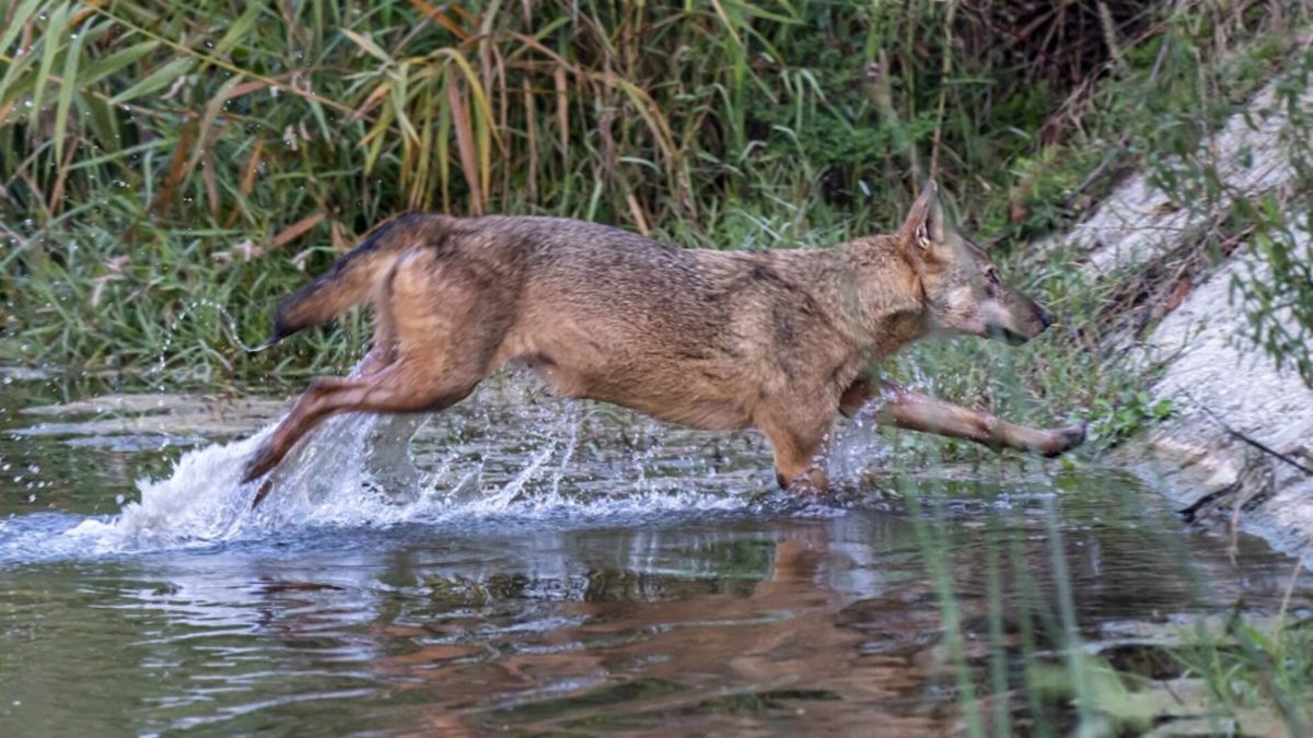 “I LUPI CAPRO ESPIATORIO, QUEL CANE CIECO LASCIATO FUORI DI NOTTE”