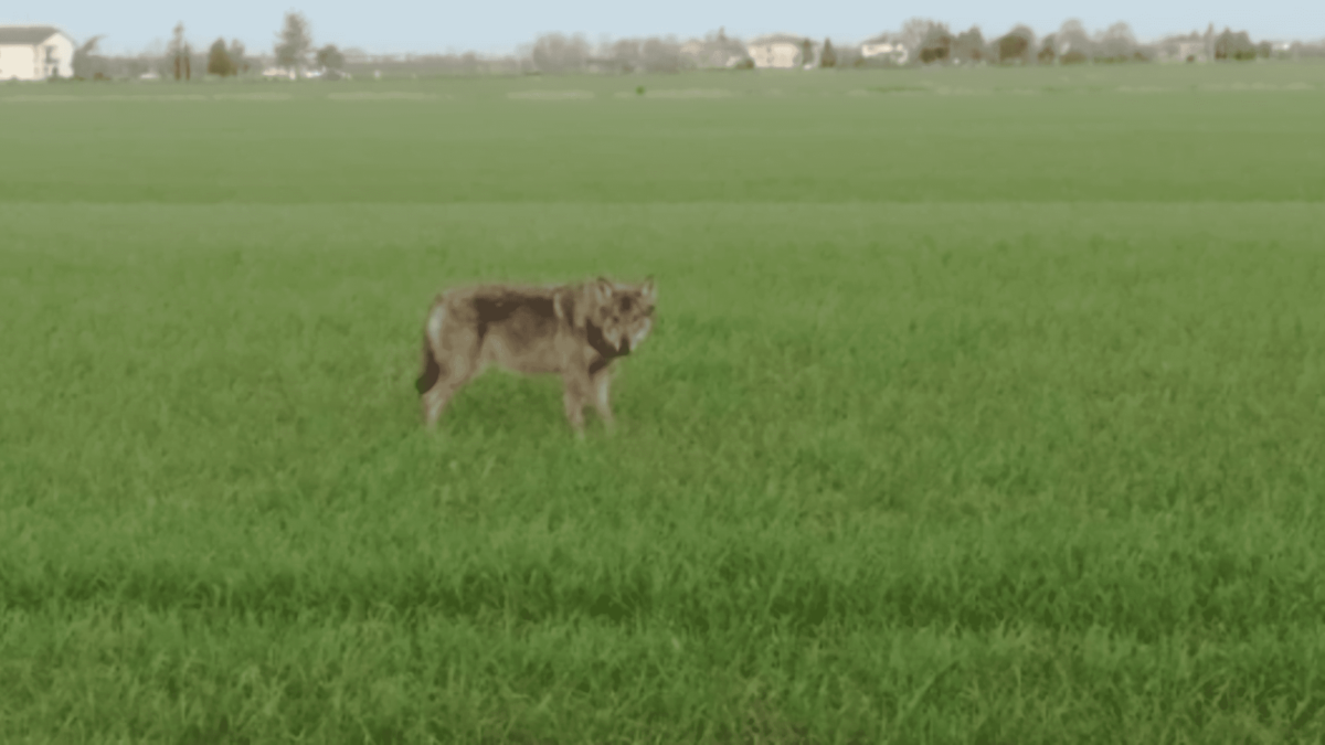 “MI HA GUARDATO MA NON SEMBRAVA PARTICOLARMENTE SPAVENTATO”