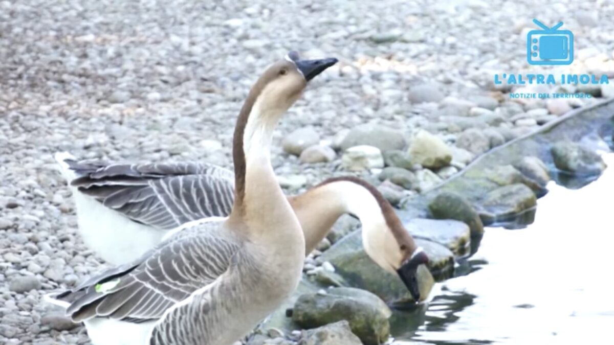 MANARA DONERÀ VERDURA PER GLI ANIMALI DELLE ACQUE MINERALI