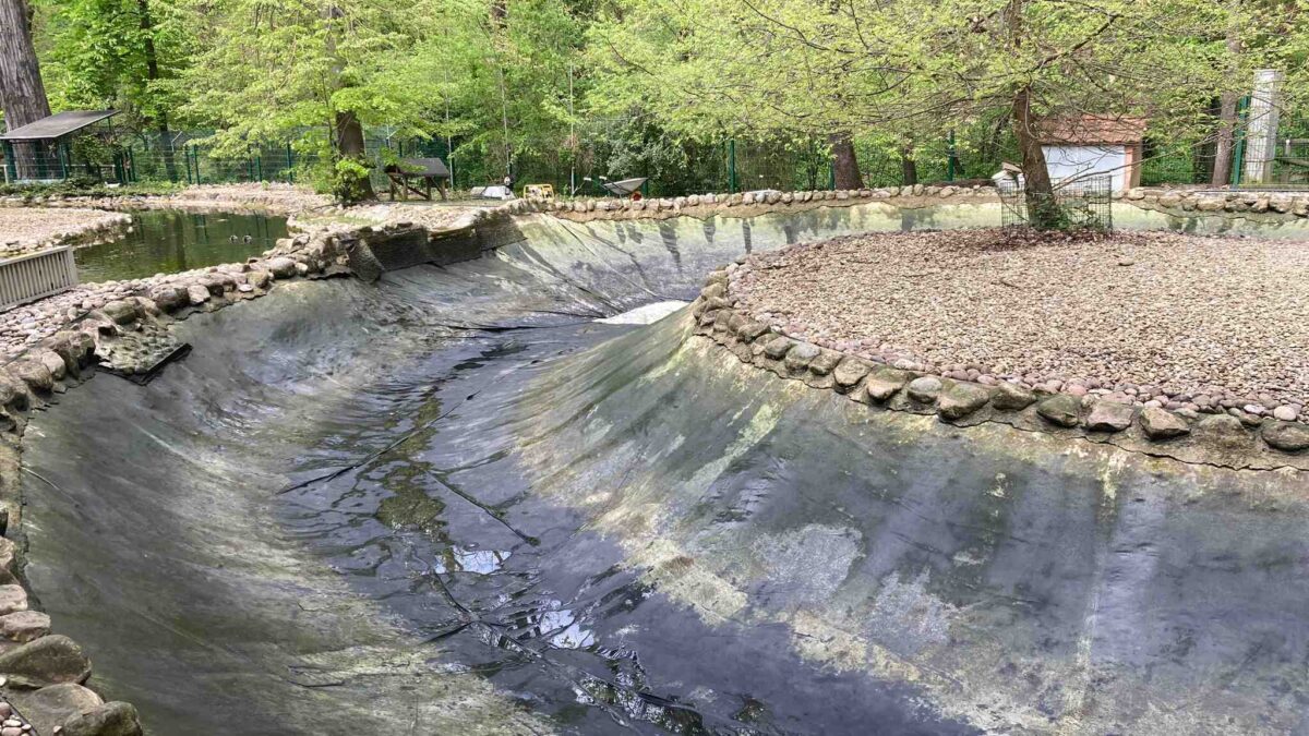 PARCO DELLE ACQUE, PAVONI SEMPRE VAGABONDI, ACQUA DEL LAGHETTO SOSTITUITA