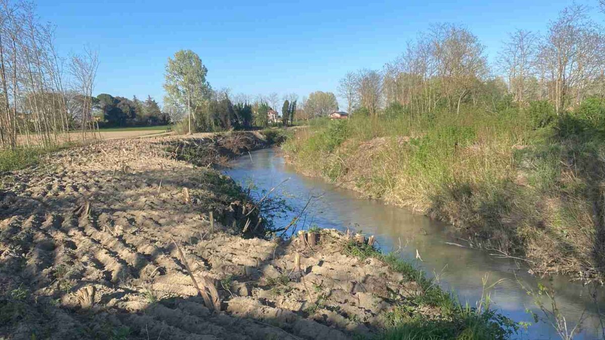 LA REGIONE METTE IN SICUREZZA L’ARGINE DEL SANTERNO, TAGLIATI CENTINAIA DI ALBERI