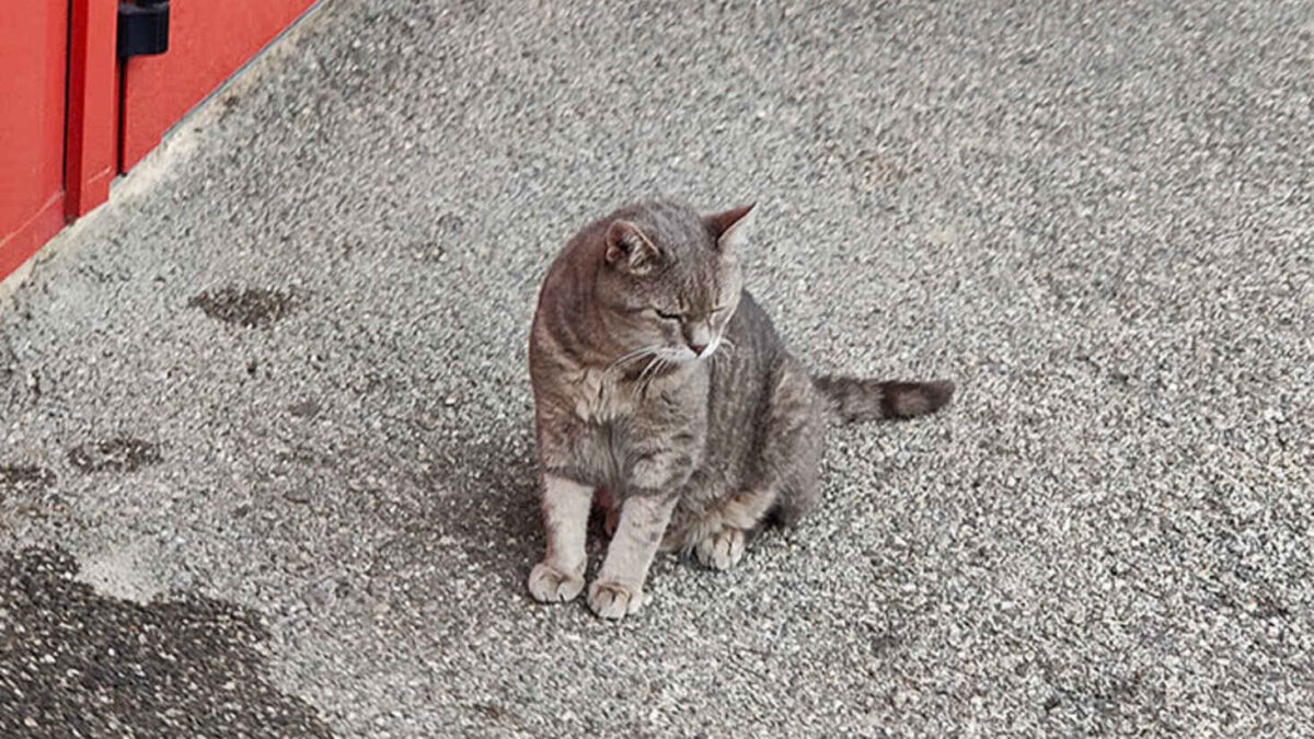 UNA RACCOLTA FONDI PER IL GATTILE IN MEMORIA DI “FORMULINO”