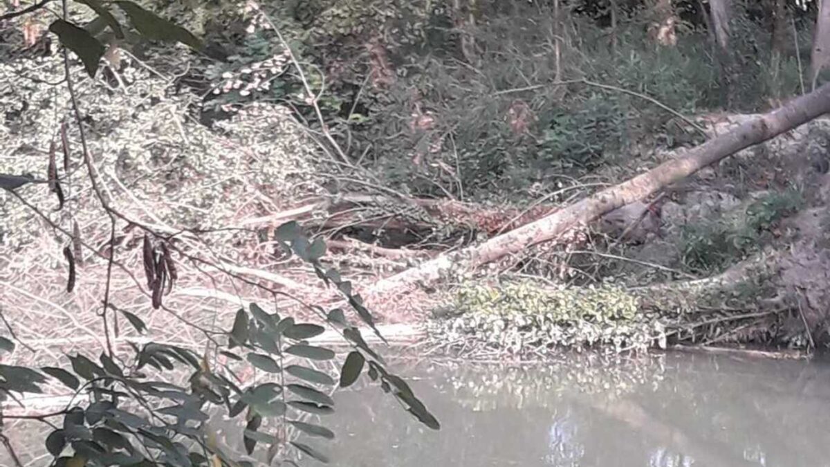 CASALFIUMANESE, RAMI E ALBERI NEL SANTERNO