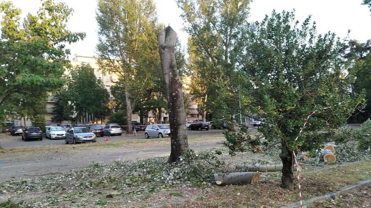 VIA ASPROMONTE, ABBATTUTI 19 ALBERI “RISCHIO CEDIMENTO, VERRANNO SOSTITUITI”