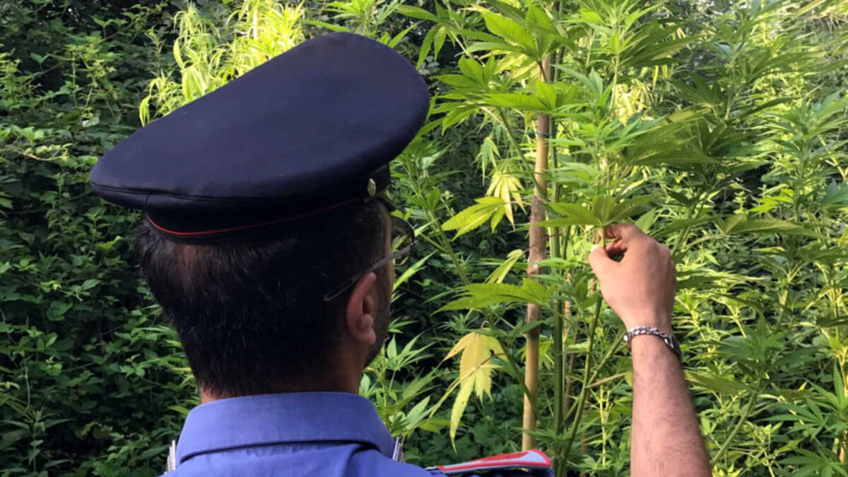 PIANTAGIONE DI MARIJUANA NELL’ORTO, PENSIONATO AI DOMICILIARI