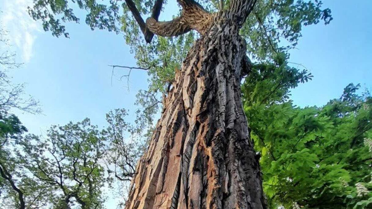 CONDIZIONI CRITICHE DI ALBERI, 6 DA ABBATTERE: PRONTA MESSA A DIMORA DI NUOVI ESEMPLARI