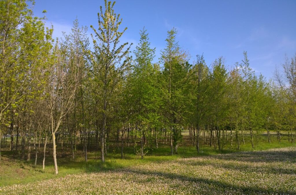 IL COMUNE PROSEGUE L’INIZIATIVA “UN ALBERO PER OGNI NUOVA VITA”