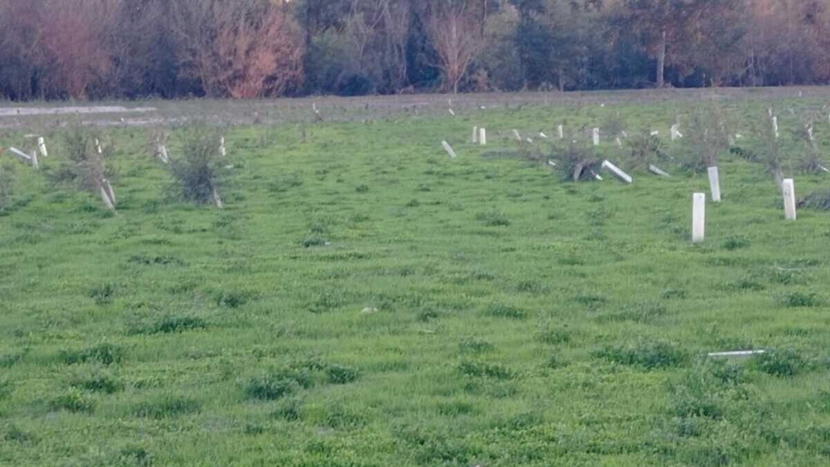 “NON BASTA PIANTARE ALBERI MA DOBBIAMO GARANTIRNE SOPRAVVIVENZA”