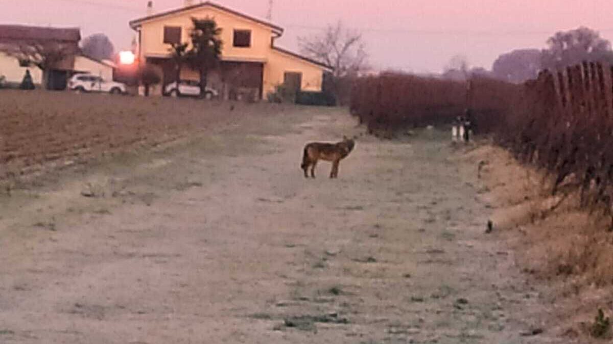 SAN PROSPERO: LUPO SI AGGIRA TRA LE CAMPAGNE, L’AVVISTAMENTO