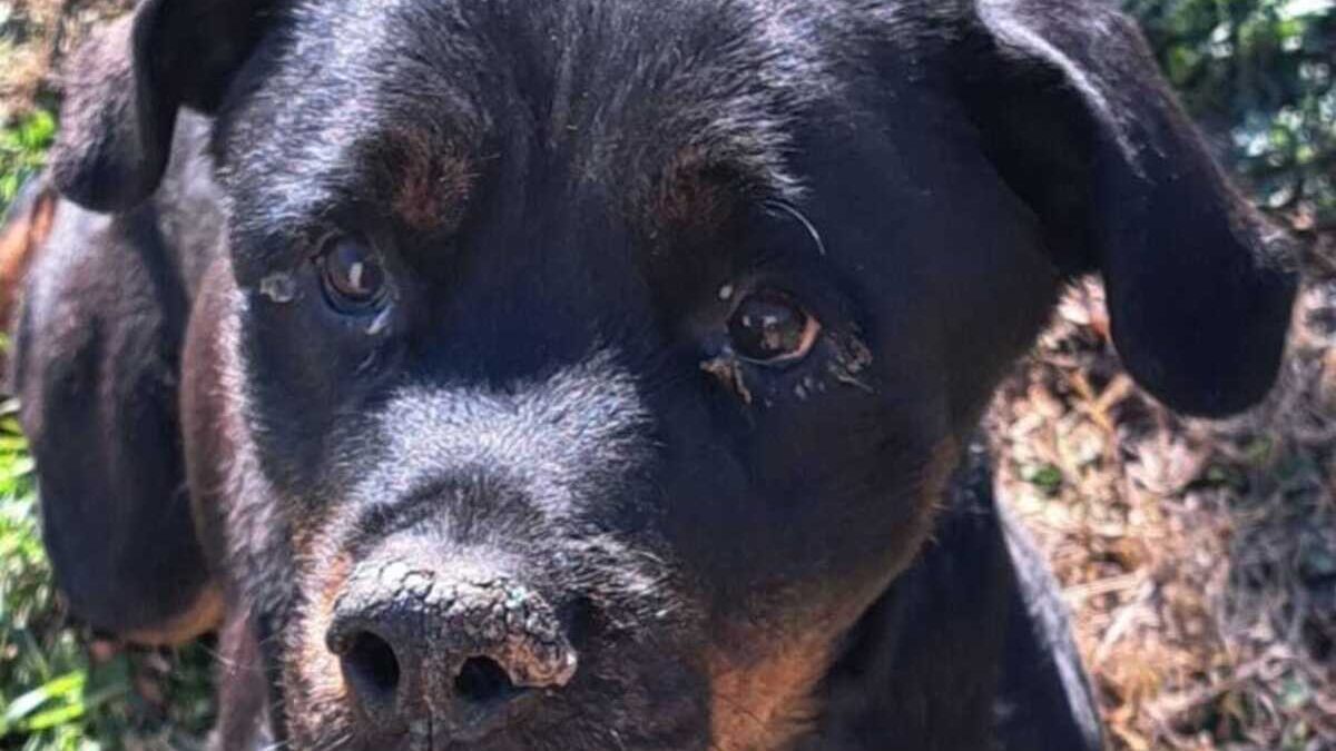 CANE MALATO ALLA CATENA “THOR” SALVATO E TRASFERITO A IMOLA PER LE CURE