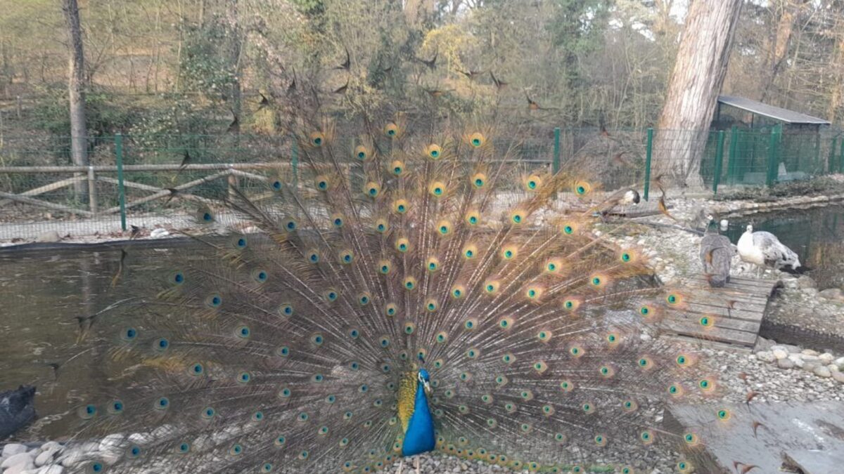IMOLA: NASCE IL COMITATO A TUTELA DEL PARCO DELLE ACQUE MINERALI