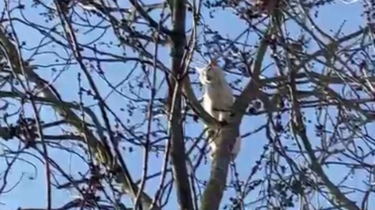 CASALE, GATTO PER UN GIORNO SU UN ALBERO, SALVATO DAI POMPIERI