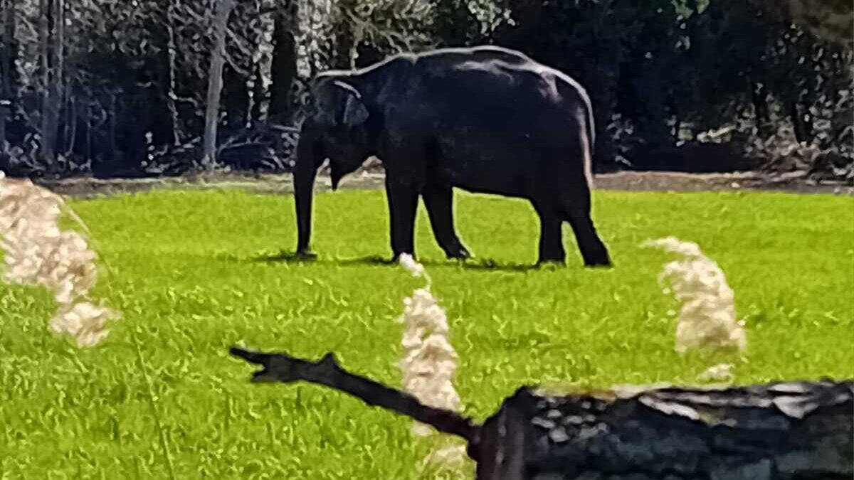 L’ELEFANTE NELLA SAVANA (IMOLESE)