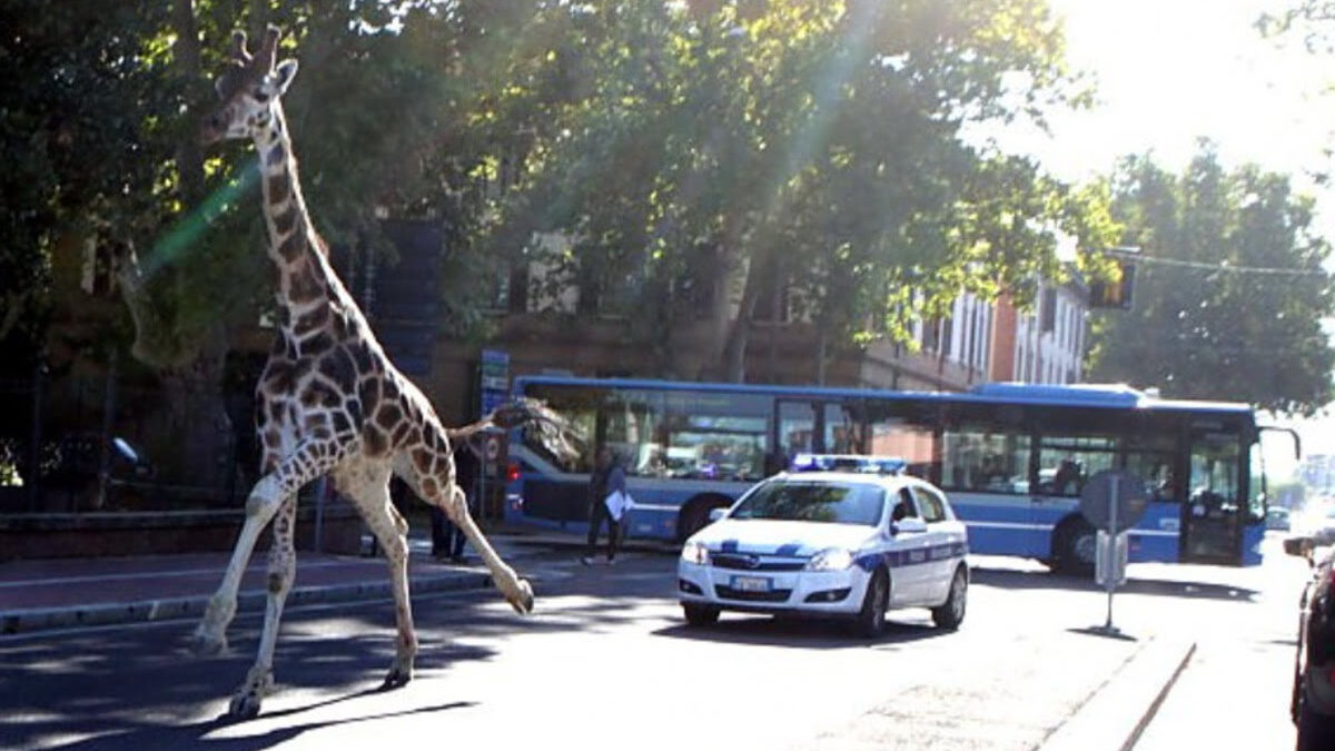 La Giraffa Alexander