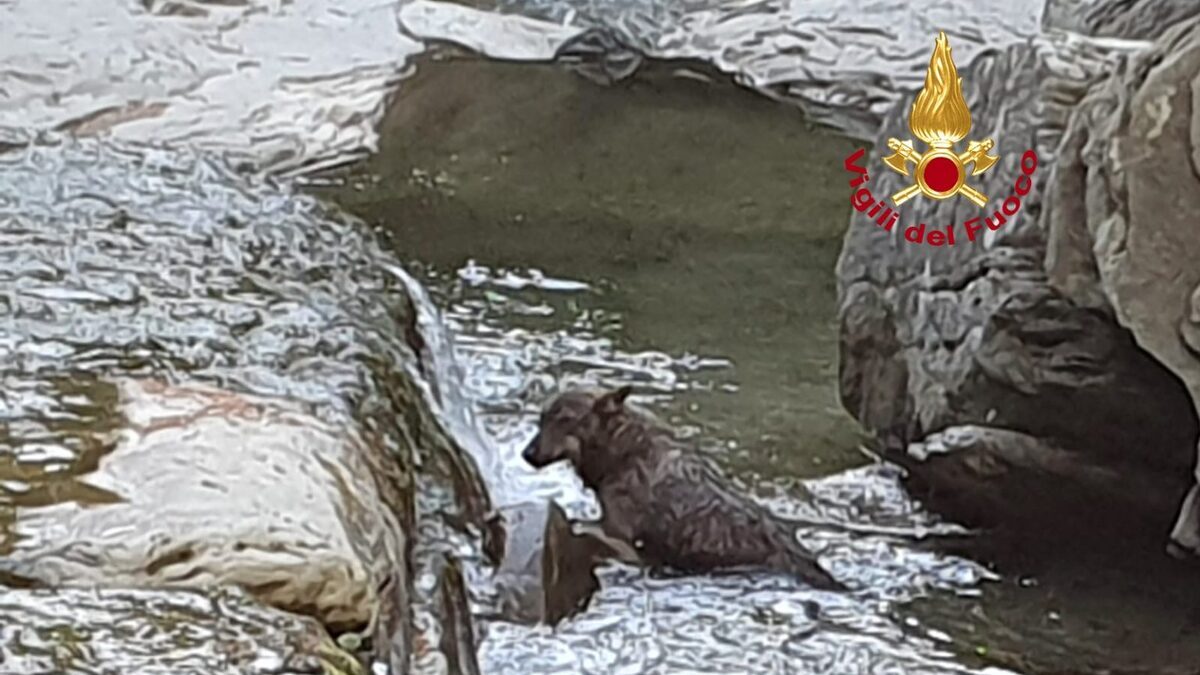 Il lupo recuperato nel Rovigo è morto