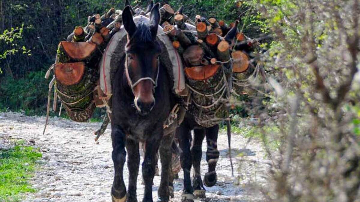 LAV “No all’utilizzo di muli per la pulizia del torrente Rovigo”
