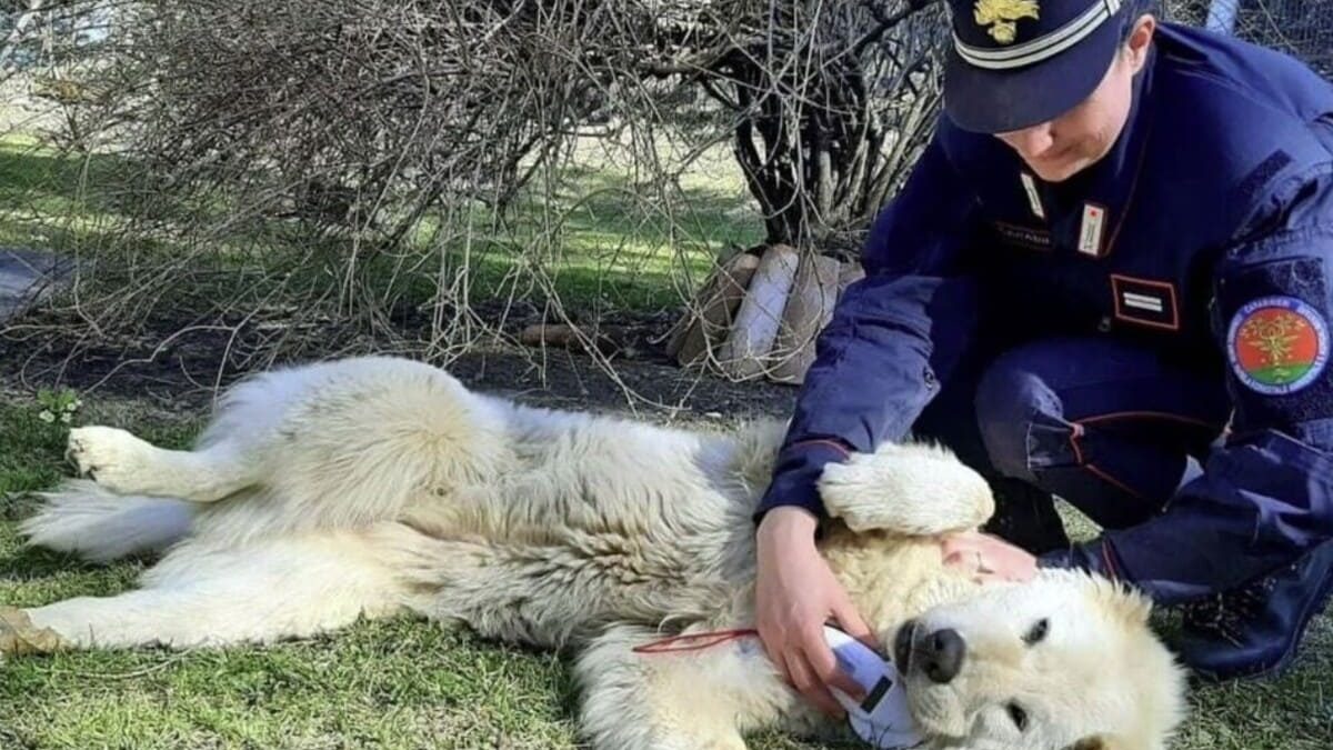 Salvati 110 Alaskan Malamute nel Bolognese: denutriti e abbandonati all’incuria, scatta l’operazione di soccorso
