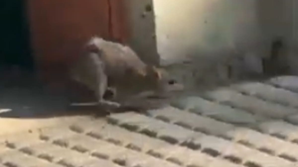 Imola, “Allarme roditori a Montericco: in via Giovanni X i topi entrano in casa dalle condotte”