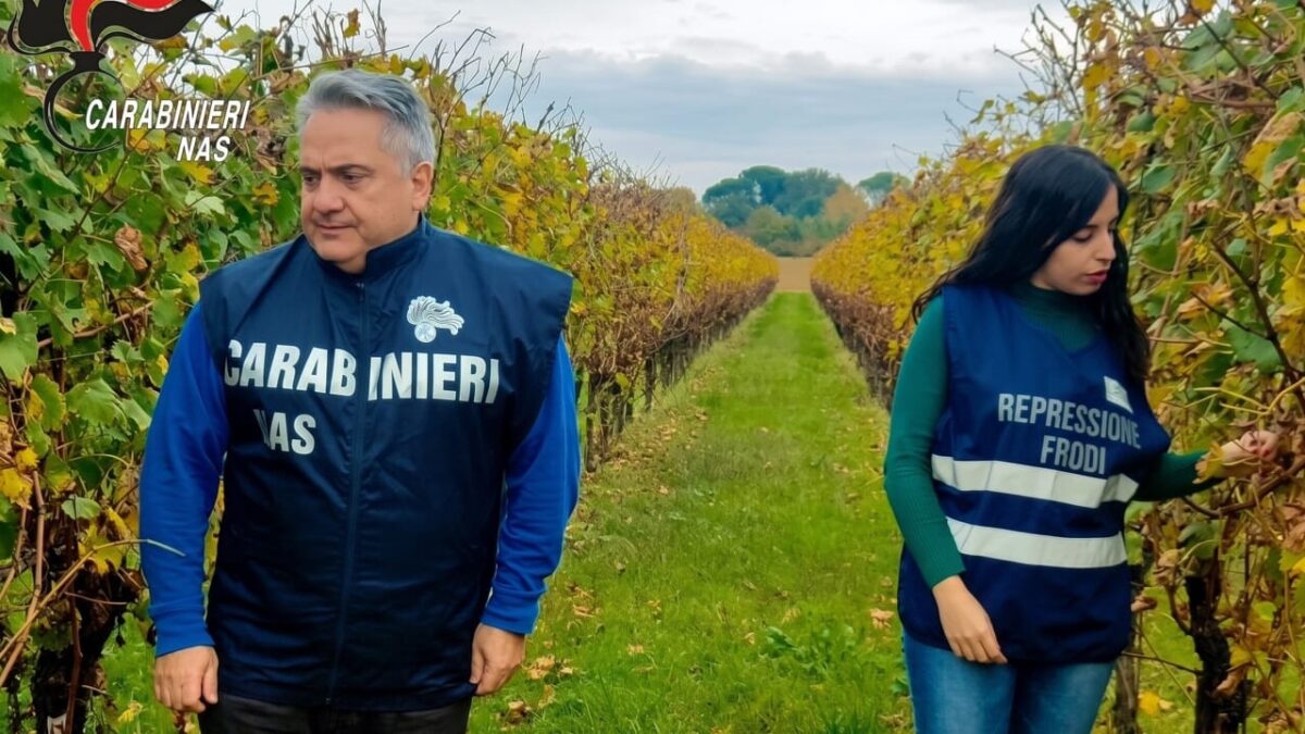 Maxi-sequestro dei NAS in Emilia-Romagna: cantine irregolari, uve deteriorate e vini non conformi